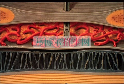 成都女生可以讀麻醉學嗎